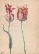 Georg Flegel, Two Tulips